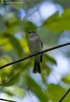 mangrove-whistler-gc