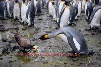 ...FT0163-00: Brown Skua, Catharacta antarctica, predates a King Penguin egg while Penguin looks on