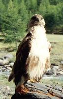 36. 큰말똥가리 (大鵟(NIA), da kuang) Buteo hemilasius