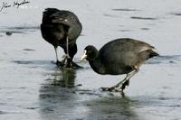 Fulica atra , 물닭 - Common Coot