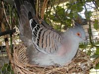 Crested Pigeon Ocyphaps lophotes