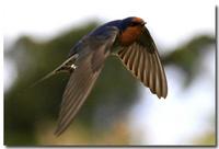 Welcome Swallow (Hirundo neoxena)