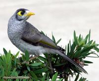 Noisy Miner, Manorina melanocephala (Meliphagidae), Noosa, Queensland, November 2004. Photo © Ba...