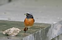 (Common) Redstart, Phoenicurus phoenicurus samamiscus, adult male