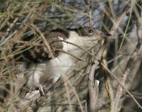 Great Spotted Cuckoo (Clamator glandarius)