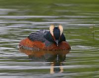 Slovanian Grebe (Podiceps auritus)