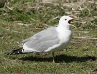 Common Gull (Larus canus)