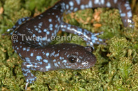 : Ambystoma laterale; Blue-spotted Salamander