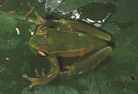 : Boophis andohahela; Andohahela Green Treefrog