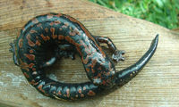 : Bolitoglossa lincolni