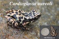 : Cardioglossa aureoli