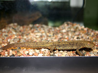 : Paramesotriton fuzhongensis; Fuzhong Warty Newt