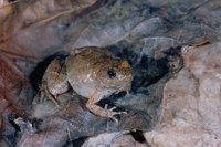 : Phrynobatrachus natalensis; Natal Puddle Frog