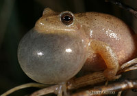 : Pseudacris crucifer; Spring Peeper