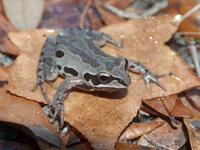 : Pseudacris ornata; Ornate Chorus Frog