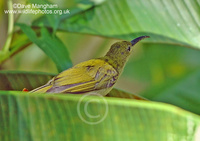 : Arachnothera affinis; Grey-breasted Spiderhunter