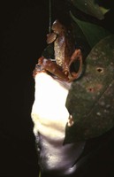 : Rhacophorus annamensis