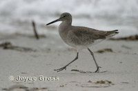 : Catoptrophorus semipalmatus; Willet