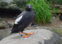 : Cepphus coumba; Pigeon Guillemot