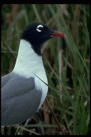 : Larus pipixcan; Franklin's Gull