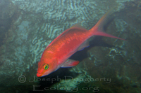 : Anthias sp.; Anthias