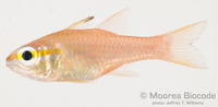 : Ostorhinchus apogonides