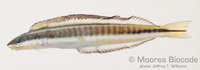 : Plagiotremus tapeinosoma