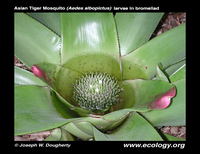 : Aedes albopictus; Asian Tiger Mosquito