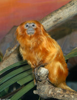 : Leontopithecus rosalia; Golden Lion Tamarin