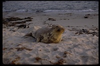 : Mirounga angustirostris; Northern Elephant Seal