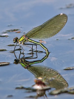 : Calopteryx splendens; Banded Demoiselle