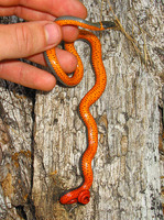 : Diadophis punctatus occidentalis; Northwestern Ringneck Snake
