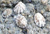 : Collisella digitalis; Fingered Limpet