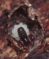 : Globocreagris sp.; Pseudoscorpion