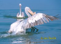 Photo of pelikán kadeřavý, Dalmatian Pelican, Krauskopfpelikan, Pelecanus crispus