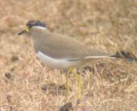 Yellow-wattled Lapwing (Vanellus malarbaricus) 2004. december 29. Bharatpur, Keoladeo Ghana Nati...