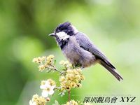 Parus rubidiventris Rufous-vented Tit 黑冠山雀 088-058