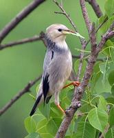 Silky starling Sturnus sericeus