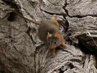 Image:Yellow-footed Antechinus.jpg