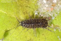 Vandbænkebider (Asellus aquaticus)