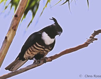 Black Baza » Aviceda leuphotes