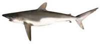 Silky Shark - Carcharhinus falciformis