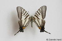 Graphium eurous