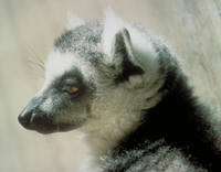 Ring-tailed lemur (Lemur catta)