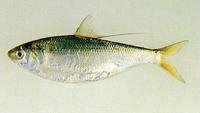Konosirus punctatus, Konoshiro gizzard shad: fisheries