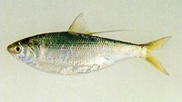 Konosirus punctatus, Konoshiro gizzard shad: fisheries