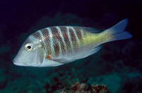 Lethrinus mahsena, Sky emperor: fisheries, gamefish