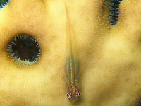 Bryaninops ridens, Ridens goby: