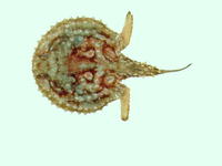 Halieutaea fitzsimonsi, Circular seabat:
