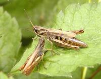 Glyptobothrus apricarius